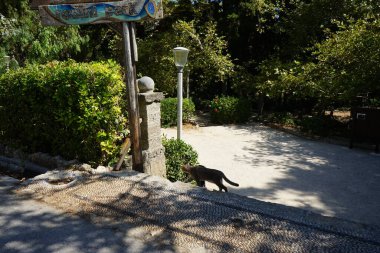 Kedi ağustosta Lardos 'ta. Kedi Felis catus, Felidae familyasından evcil bir kedi türü. Lardos, Rodos Adası, Yunanistan