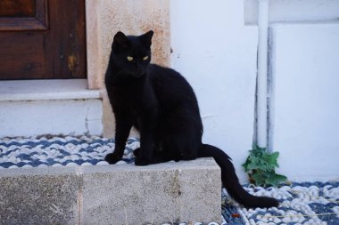 Lindos 'taki taş duvar resimleriyle süslenmiş bir evin verandasında siyah bir kedi oturuyor. Kedi Felis catus, Felidae familyasından evcil bir kedi türü. Lindos, Rodos, Yunanistan