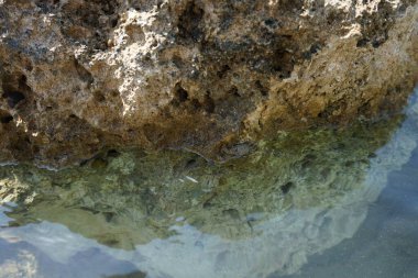 Bir yengeç, Rodos Adası 'ndaki Akdeniz kıyısında bir taşın üzerinde oturur. Yengeçler, genellikle tamamen göğüs kafesinin altında saklanmış çok kısa bir 