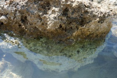 Bir yengeç, Rodos Adası 'ndaki Akdeniz kıyısında bir taşın üzerinde oturur. Yengeçler, genellikle tamamen göğüs kafesinin altında saklanmış çok kısa bir 