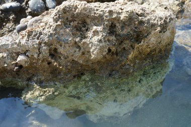 Bir yengeç, Rodos Adası 'ndaki Akdeniz kıyısında bir taşın üzerinde oturur. Yengeçler, genellikle tamamen göğüs kafesinin altında saklanmış çok kısa bir 
