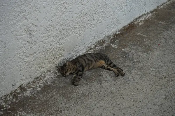A smooth-haired cat lies in the shade near the wall of a house in August. The cat, Felis catus, the domestic cat or house cat, is the domesticated species in the family Felidae. Rhodes, Greece