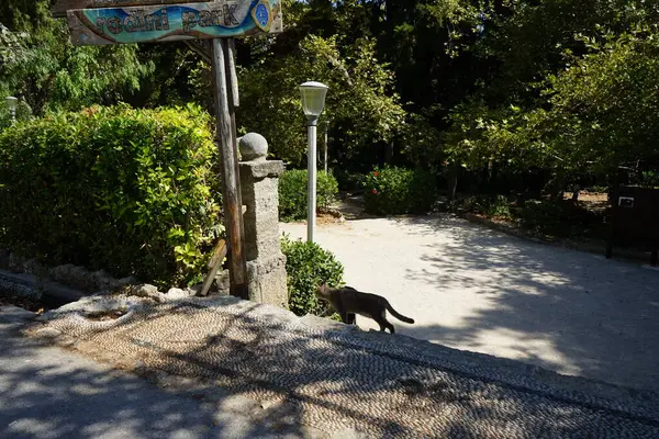 Kedi ağustosta Lardos 'ta. Kedi Felis catus, Felidae familyasından evcil bir kedi türü. Lardos, Rodos Adası, Yunanistan