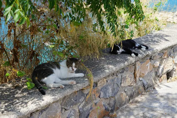 Two cats lie in the shade on a stone fence in the old town of Lindos. The cat, Felis catus, the domestic cat or house cat, is the domesticated species in the family Felidae. Lindos, Rhodes Island, Greece
