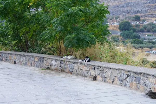 Two cats lie in the shade on a stone fence in the old town of Lindos. The cat, Felis catus, the domestic cat or house cat, is the domesticated species in the family Felidae. Lindos, Rhodes, Greece