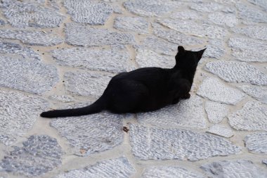 Eski Lindos kasabasında taştan bir yolda siyah bir kedi yatıyor. Kedi Felis catus, Felidae familyasından evcil bir kedi türü. Lindos, Rhodes Adası, Yunanistan