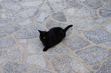 Eski Lindos kasabasında taştan bir yolda siyah bir kedi yatıyor. Kedi Felis catus, Felidae familyasından evcil bir kedi türü. Lindos, Rodos, Yunanistan