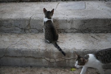 Kediler ağustosta eski Lindos kasabasının merdivenlerinde. Kedi Felis catus, Felidae familyasından evcil bir kedi türü. Lindos, Rhodes Adası, Yunanistan