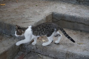 Ağustosta eski Lindos kasabasının merdivenlerinde bir kedi var. Kedi Felis catus, Felidae familyasından evcil bir kedi türü. Lindos, Rodos, Yunanistan 