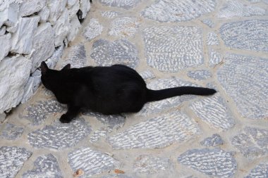 Eski Lindos kasabasında taştan bir yolda siyah bir kedi yatıyor. Kedi Felis catus, Felidae familyasından evcil bir kedi türü. Lindos, Rhodes Adası, Yunanistan