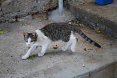 Ağustosta eski Lindos kasabasının merdivenlerinde bir kedi var. Kedi Felis catus, Felidae familyasından evcil bir kedi türü. Lindos, Rodos, Yunanistan 