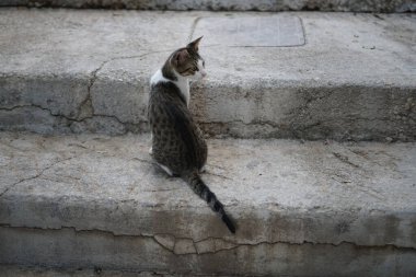 Ağustosta eski Lindos kasabasının merdivenlerinde bir kedi var. Kedi Felis catus, Felidae familyasından evcil bir kedi türü. Lindos, Rhodes Adası, Yunanistan