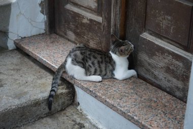 Düz saçlı, siyah-beyaz bir kedi eski bir evin eşiğine tırmandı. Kedi Felis catus, Felidae familyasındaki tek evcil kedi türüdür. Rodos, Yunanistan 