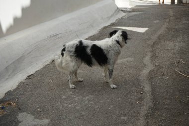 Ağustos ayında Rhodes adasında siyah-beyaz bir Collie köpeği yürüyor. Border Collie, çoban köpeği cinsi bir İngiliz çoban köpeği türüdür. Rodos, Yunanistan 