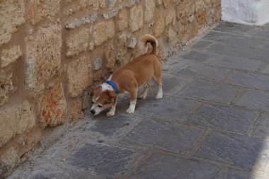 Genç kahverengi ve beyaz bir köpek Ağustos ayında Rodos adasındaki eski Lindos kasabasında yürüyüşe çıktı. Lindos, Rodos, Yunanistan 