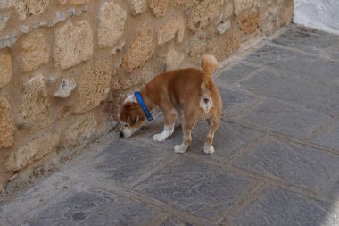 Genç kahverengi ve beyaz bir köpek Ağustos ayında Rodos adasındaki eski Lindos kasabasında yürüyüşe çıktı. Lindos, Rodos, Yunanistan 