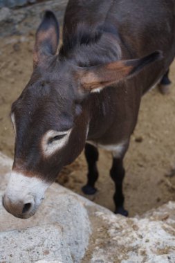 Eşek ağustosta Rodos adasında yaşar. Equus asinus ya da Equus africanus asinus, evcil bir attır. Rodos, Yunanistan 