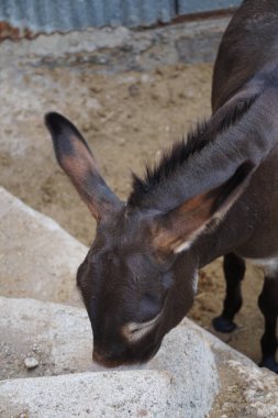 Eşek ağustosta Rodos adasında yaşar. Equus asinus ya da Equus africanus asinus, evcil bir attır. Rodos, Yunanistan 