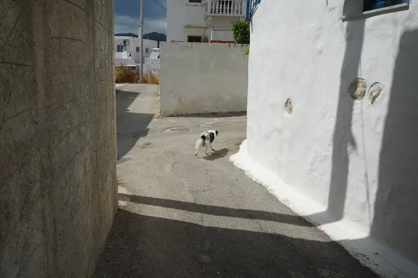 A black and white Border Collie dog is walking on the island of Rhodes in August. The Border Collie is a British breed of herding dog of the collie type of medium size. Rhodes, Greece