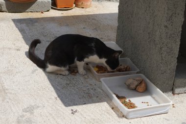Böcekler yemek yiyen bir kedinin üzerinden uçarlar. Kedi Felis catus, Felidae familyasından evcil bir kedi türü. Lindos, Rodos, Yunanistan 