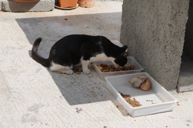 Böcekler yemek yiyen bir kedinin üzerinden uçarlar. Kedi Felis catus, Felidae familyasından evcil bir kedi türü. Lindos, Rhodes Adası, Yunanistan
