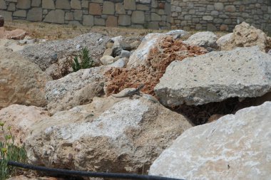 Laudakia stellio Ağustos 'ta Pefki' de taşların üzerinden koşuyordu. Laudakia stellio, Agoridae familyasından bir agard türü. Pefki, Rodos Adası, Yunanistan 