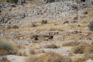 Ağustos ayında vahşi keçiler Lardos tepesi yakınlarında otlar. Vahşi keçi ya da dağ keçisi, Capra aegagrus, vahşi bir keçi türüdür. Lardos, Rodos Adası, Yunanistan