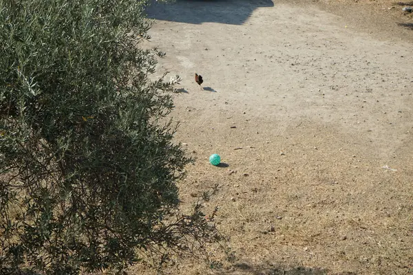Domestic chickens run outside in August in Lardos. The chicken, Gallus gallus domesticus, is a large and round short-winged bird, domesticated from the red junglefowl. Lardos, Rhodes Island, Greece