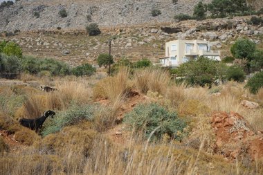 Ağustos ayında vahşi keçiler Lardos tepesi yakınlarında otlar. Vahşi keçi ya da dağ keçisi, Capra aegagrus, vahşi bir keçi türüdür. Lardos, Rodos Adası, Yunanistan
