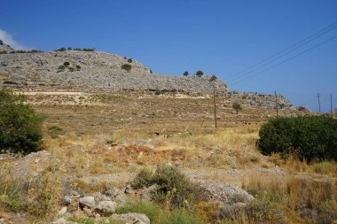 Ağustos ayında vahşi keçiler Lardos tepesi yakınlarında otlar. Vahşi keçi ya da dağ keçisi, Capra aegagrus, vahşi bir keçi türüdür. Lardos, Rodos Adası, Yunanistan