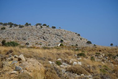 Ağustos ayında vahşi keçiler Lardos tepesi yakınlarında otlar. Vahşi keçi ya da dağ keçisi, Capra aegagrus, vahşi bir keçi türüdür. Lardos, Rodos Adası, Yunanistan