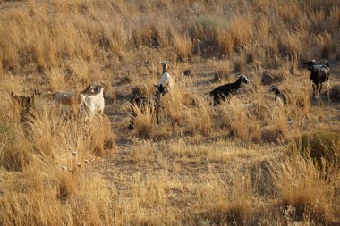 Ağustos ayında vahşi keçiler Lardos tepesi yakınlarında otlar. Vahşi keçi ya da dağ keçisi, Capra aegagrus, vahşi bir keçi türüdür. Lardos, Rodos Adası, Yunanistan