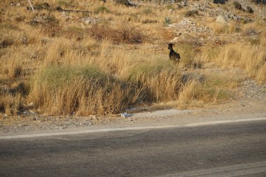 Vahşi keçiler Eparchiaki Odos Lardou-Lindou otoyolunda koştu. Vahşi keçi ya da dağ keçisi, Capra aegagrus, vahşi bir keçi türüdür. Pefki, Rodos Adası, Yunanistan 