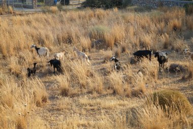 Ağustos ayında vahşi keçiler Lardos tepesi yakınlarında otlar. Vahşi keçi ya da dağ keçisi, Capra aegagrus, vahşi bir keçi türüdür. Lardos, Rodos Adası, Yunanistan