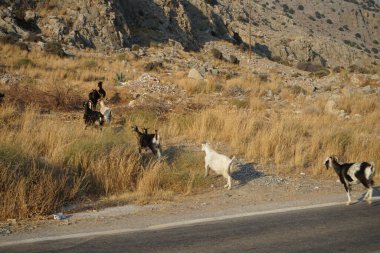 Vahşi keçiler Eparchiaki Odos Lardou-Lindou otoyolunda koştu. Vahşi keçi ya da dağ keçisi, Capra aegagrus, vahşi bir keçi türüdür. Pefki, Rodos Adası, Yunanistan 