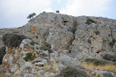 Vahşi dağ keçileri dik kayalıklardan aşağı inerler. Vahşi keçi ya da dağ keçisi, Capra aegagrus, vahşi bir keçi türüdür. Rodos Adası, Yunanistan