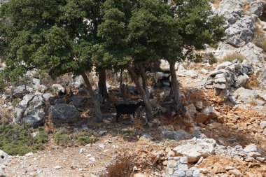 Ağustos ayında vahşi keçiler Lardos tepesi yakınlarında otlar. Vahşi keçi ya da dağ keçisi, Capra aegagrus, vahşi bir keçi türüdür. Lardos, Rodos Adası, Yunanistan