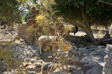 Picnomon palamudu ağustosta mor çiçeklerle açar. Picnomon, Asteraceae familyasından Cardueae kabilesinde yetişen bir bitki cinsidir. Lardos, Rodos Adası, Yunanistan  