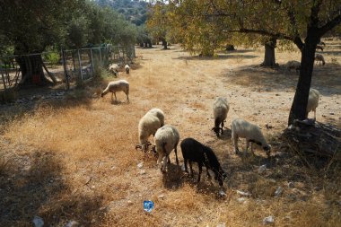 Ağustosta koyunlar zeytin ağaçlarının altında otlar. Koyun ya da evcil koyun, Ovis armaları, genellikle çiftlik hayvanı olarak tutulan evcilleştirilmiş bir memeli türüdür. Lardos, Rodos Adası, Yunanistan 