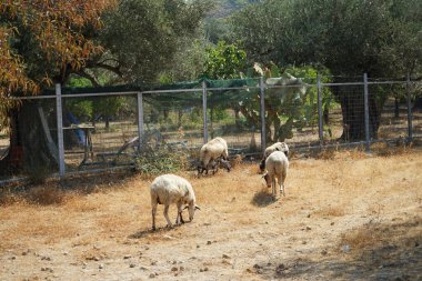 Ağustosta koyunlar zeytin ağaçlarının altında otlar. Koyun ya da evcil koyun, Ovis armaları, genellikle çiftlik hayvanı olarak tutulan evcilleştirilmiş bir memeli türüdür. Lardos, Rodos Adası, Yunanistan 