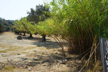Plastik ve cam çöpler Arundo Donax 'ın altında zeytin ağaçlı bir tarlada yatıyor. Arundo donax, dev baston, fil çimi, carrizo, arundo, İspanyol bastonu, Colorado nehir kamışı, vahşi kamış, dev kamış, uzun ömürlü bir bastondur. Lardos, Rodos, Yunanistan 
