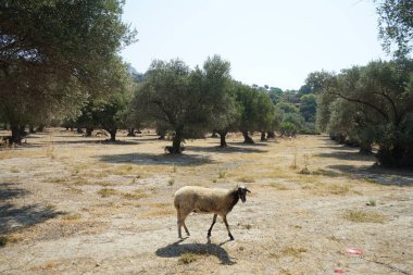 Ağustosta koyunlar zeytin ağaçlarının altında otlar. Koyun ya da evcil koyun, Ovis armaları, genellikle çiftlik hayvanı olarak tutulan evcilleştirilmiş bir memeli türüdür. Lardos, Rodos Adası, Yunanistan 