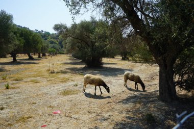 Ağustosta koyunlar zeytin ağaçlarının altında otlar. Koyun ya da evcil koyun, Ovis armaları, genellikle çiftlik hayvanı olarak tutulan evcilleştirilmiş bir memeli türüdür. Lardos, Rodos Adası, Yunanistan 