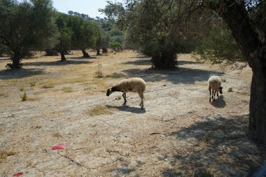 Ağustosta koyunlar zeytin ağaçlarının altında otlar. Koyun ya da evcil koyun, Ovis armaları, genellikle çiftlik hayvanı olarak tutulan evcilleştirilmiş bir memeli türüdür. Lardos, Rodos Adası, Yunanistan 