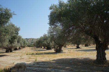 Ağustosta koyunlar zeytin ağaçlarının altında otlar. Koyun ya da evcil koyun, Ovis armaları, genellikle çiftlik hayvanı olarak tutulan evcilleştirilmiş bir memeli türüdür. Lardos, Rodos Adası, Yunanistan 