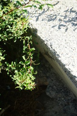 Laudakia stellio daani, Stellagama stellio daani, eylül ayında çalılık yakınında taş bir duvar boyunca koşuyor. Laudakia stellio, 