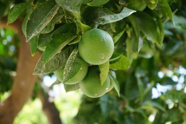 Ağustosta meyveli Citrus x sinensis ağacı yetişir. Citrus x aurantium f. aurantium, syn. Citrus x sinensis, tatlı portakallar, yaygın olarak yetiştirilen bir portakal türüdür. Lardos, Rodos Adası, Yunanistan 