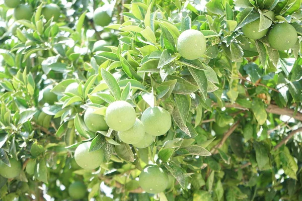 Citrus x sinensis tree with fruits grows in August. Citrus x aurantium f. aurantium, syn. Citrus x sinensis, the sweet oranges, is a commonly cultivated species of orange. Lardos, Rhodes Island, Greece
