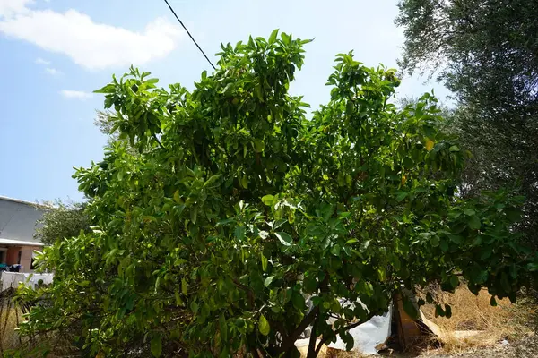 Citrus x limon tree with fruits grows in August. The lemon, Citrus x limon, is a species of small evergreen tree in the flowering plant family Rutaceae. Lardos, Rhodes, Greece