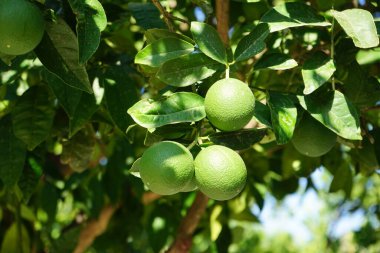 Ağustosta meyveli Citrus x sinensis ağacı yetişir. Citrus x aurantium f. aurantium, syn. Citrus x sinensis, tatlı portakallar, yaygın olarak yetiştirilen bir portakal türüdür. Lardos, Rodos Adası, Yunanistan 